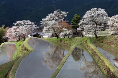 三多気の桜。。（みたけのさくら）　日本の桜名所１００選　/三重県津市