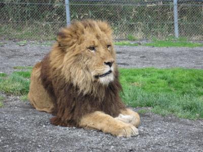 野生の王国 富士サファリパーク!