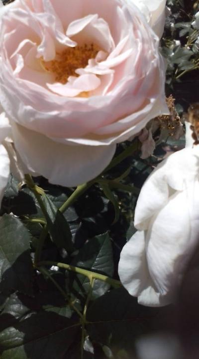 20100517久留米１：石橋文化センター