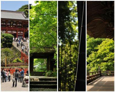 鎌倉ぶらぶら散歩【新緑編】＜鶴岡八幡宮～瑞泉寺～報国寺～釈迦堂切通し～安養院～妙本寺＞