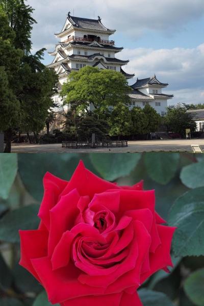 ぶらり日本の城めぐりその２０＜福山城＞と美しいばらに囲まれた町　福山を歩く旅