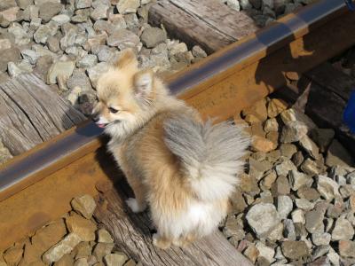 伊豆急でんしゃまつり