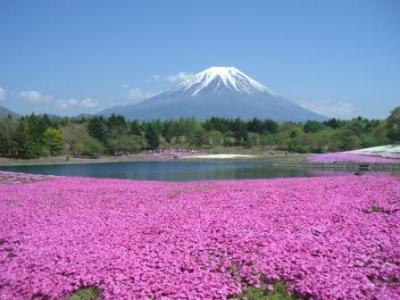 芝桜　いやしの里　青空ドライブ