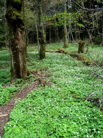 ニリンソウ咲く上高地（前編）