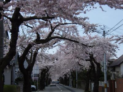 桜ヶ丘通りの桜～2010年5月