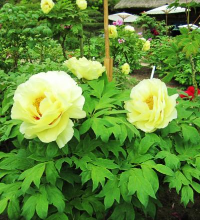 ☆今年の牡丹は終わりで~す☆