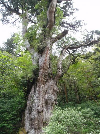 屋久島～癒しと復活の旅～縄文杉編