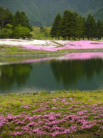 花柄の絨毯　「富士芝桜まつり」