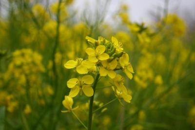 マザー牧場　日帰り