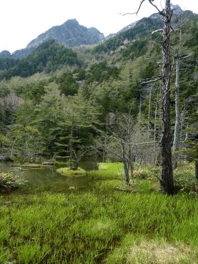 ニリンソウ咲く上高地（後編）