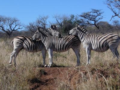 南アフリカからジンバブエへ　その４（シュルシュルウェ公園）