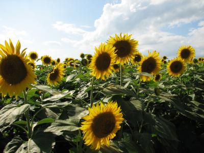 明野のひまわり畑へ～２００９年盛夏～