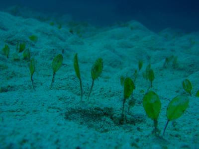 沖縄~2010梅雨の5日間・久米島~