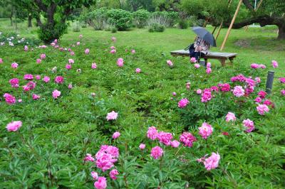 花の咲くころに