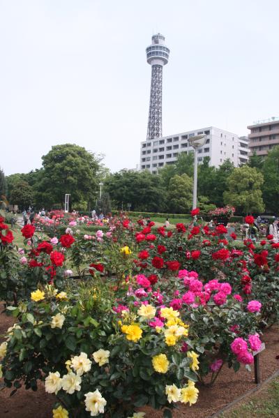 ２０１０　横浜のバラたち（後半）