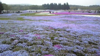 富士芝桜まつり