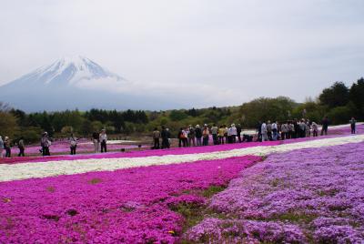 しばざくら見に行こう