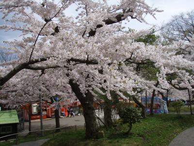 函館公園の桜~2010年5月