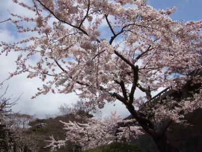 五稜郭の桜と函館市内観光＆大沼公園周辺散策～１日目