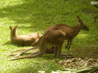 海も大地も都会も満喫　Austria 6th day@Cairns