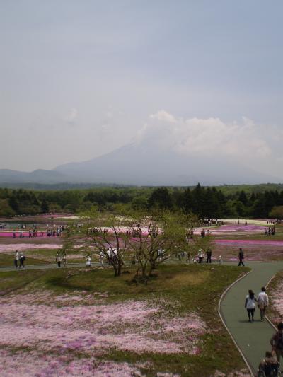 芝桜の絨毯