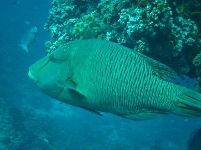 トラギリ ４度目の旅　ダイビング編