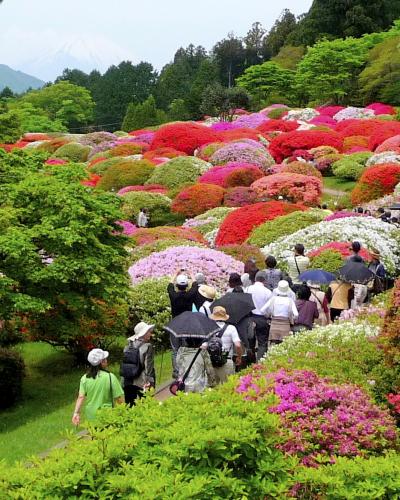 箱根・山のホテル：再度のつつじ庭園訪問