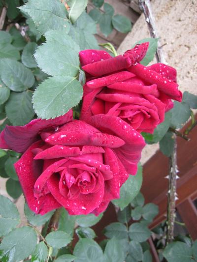 Rose Garden☆ & チャリティーコンサート♪