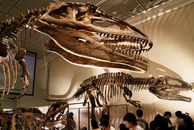 知られざる南半球の支配者 ～大恐竜展～ 「大阪市立自然史博物館」