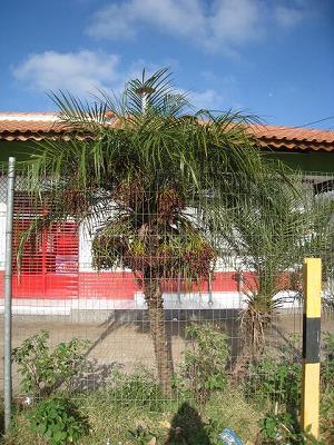 ブラジルの旅(4)