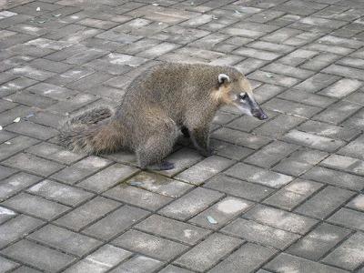 ブラジルの旅(6)