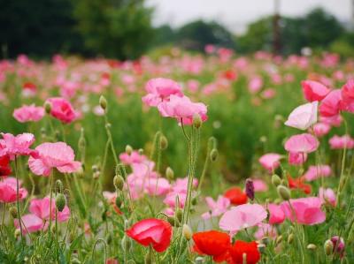 大宮花の丘農林公苑～ポピー～