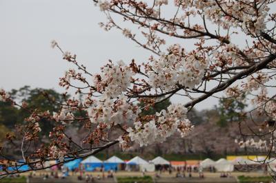 桜まつりの岡崎公園へ行きました。