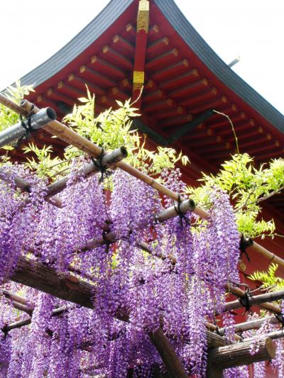 神田明神と湯島聖堂を訪ねて　☆フジ･ライラックの花咲くころ