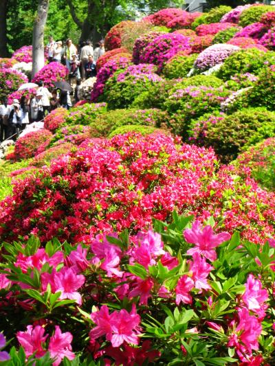 根津神社のつつじまつりは大盛況　　☆つつじ苑には3,000株も