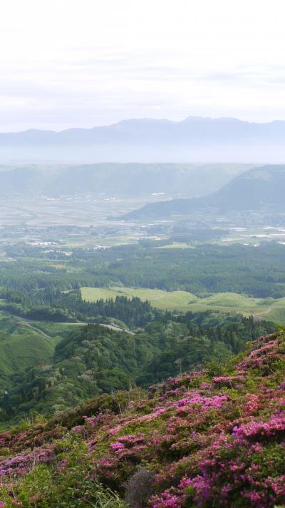 ミヤマキリシマ咲く九州高原ハイキング    仙酔峡へ