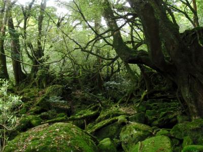 屋久島～癒しと復活の旅～白谷雲水峡編