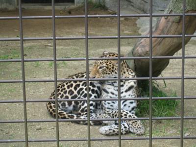 平日のとべ動物園(1)