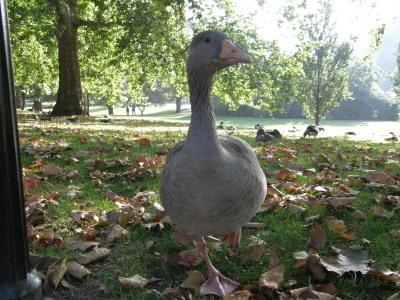 2009秋_ロンドン　最後はやっぱりロンドンに決まり