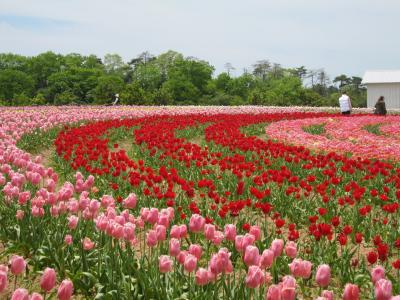 広島/花いっぱいの世羅高原♪−花とスイーツと蕎麦−