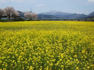 桜満開★東北ゆるり温泉めぐり～②衝撃温泉とときどき菜の花