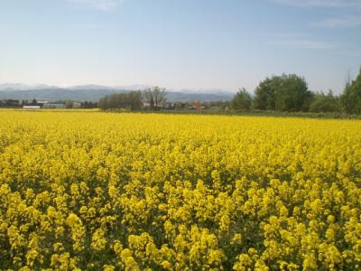 広大な黄色の大地★ＩＮ滝川　菜の花畑