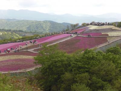 茶臼山高原　芝桜まつり