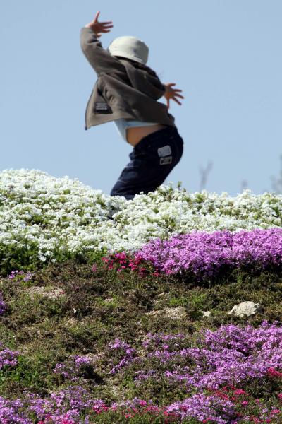 ひとり旅 ［721］ あざやか夢の芝桜・菜の花満開♪♪＜世羅高原花夢の里ロクタン＞広島県世羅町