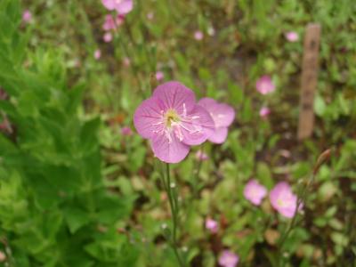 鎌倉 2010/05/29④ 東慶寺