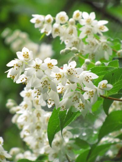 「虞美人」見て虞美人草が見たくなって森林公園へ（2）ウグイスの鳴き声をBGMに、新緑の影の小さな白い花とくねくねルピナス