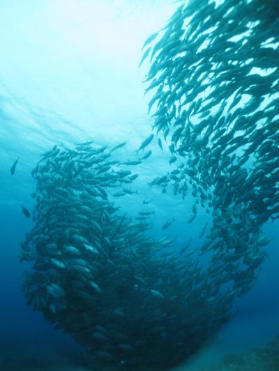 2010 粟国島ＤＩＶＩＮＧ　その1　水中　　