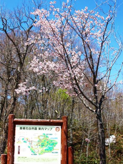 奥裾花自然園-1　長野市鬼無里の山すそへ　☆桜と雪を見ながら