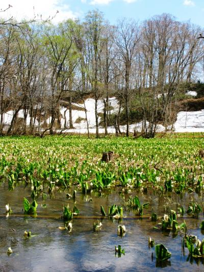 奥裾花自然園-3　こうみ平湿原･吉池･弁天島　☆トチ･ブナの巨木も