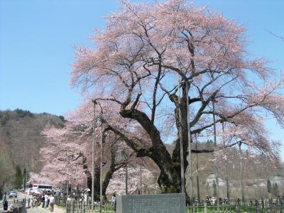 五月晴れの荘川桜